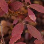 Stewartia Fall Leaves